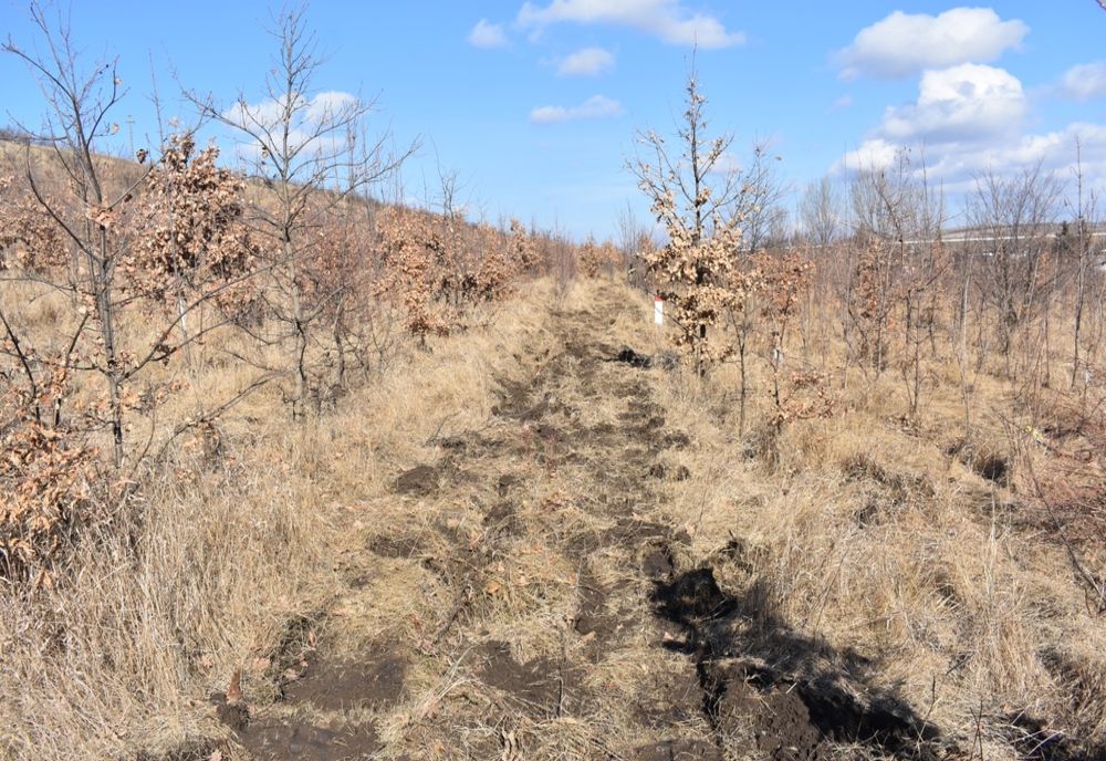 Transplantări de puieți de arbori de pe coasta barajului „Râpa Albastră”