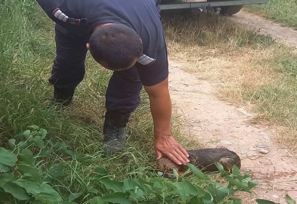 Pompierii au salvat un cățeluș căzut intr-un canal colector din Vaslui - VIDEO