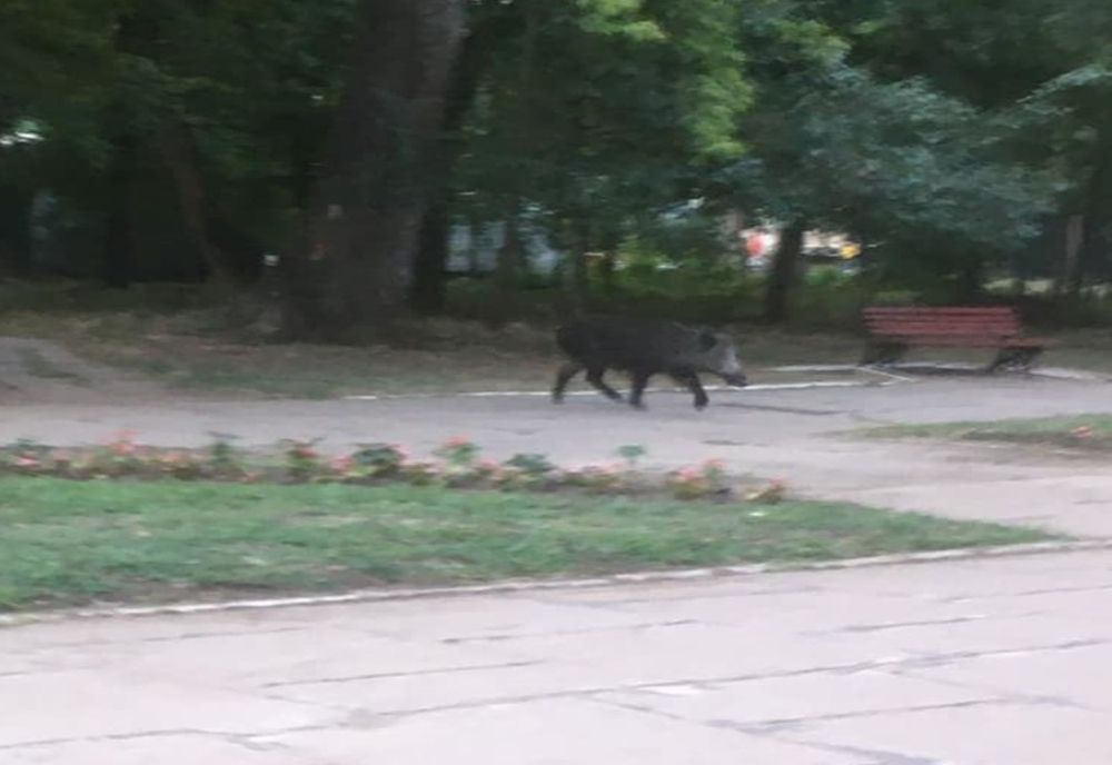 POZA ZILEI. Un porc mistreț, la plimbare prin Grădina Publică din Bârlad!