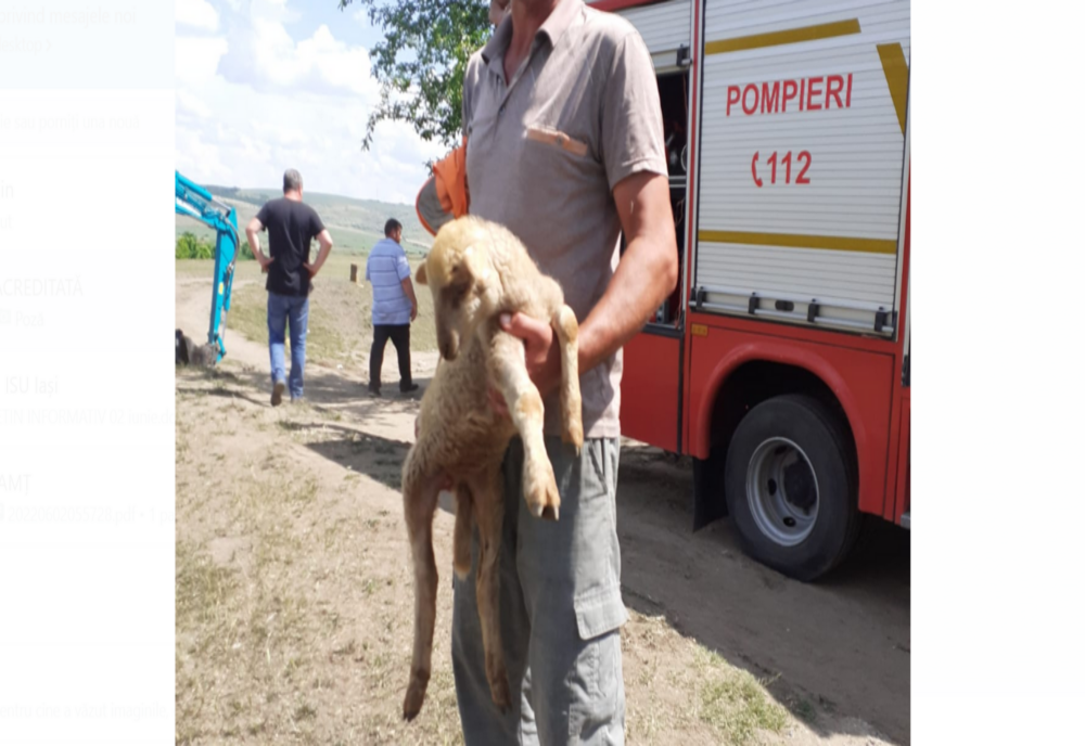 Bârlad. Un miel, salvat de pompieri după ce a stat 36 de ore într-o țeavă dezafectată din zona IRB