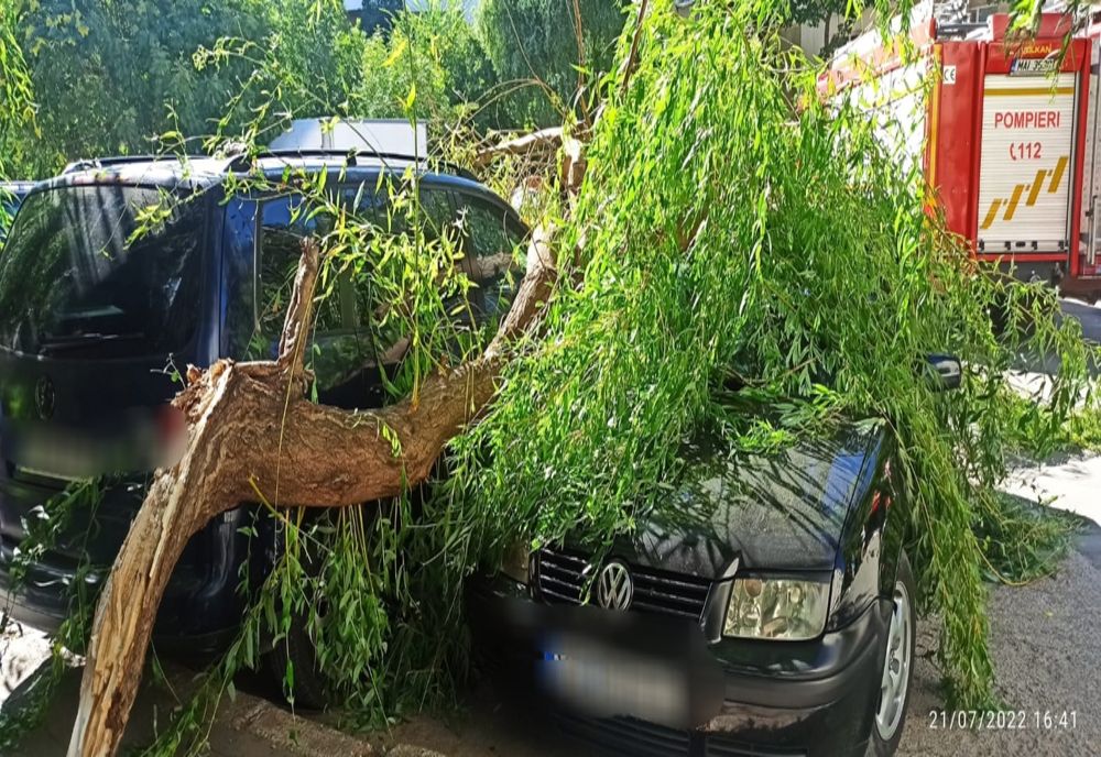 Două autoturisme avariate după ce câteva crengi dintr-un copac s-au desprins