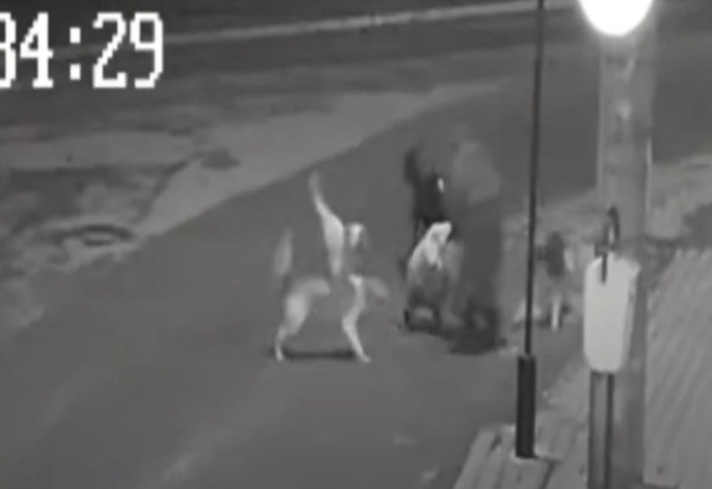 O femeie din Bârlad, la un pas să fie sfâșiată de o haită de câini maidanezi - VIDEO