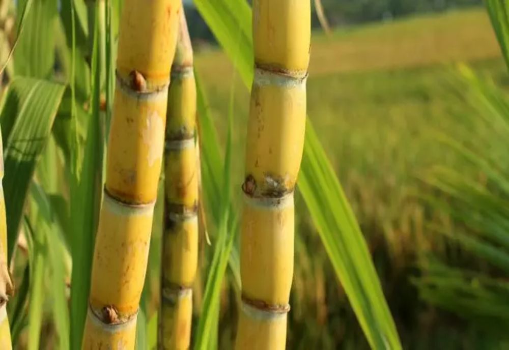 Descoperire uluitoare. Cel mai puternic antibiotic din lume, într-o toxină vegetală - Leacul contra superbacteriilor mortale din spitale