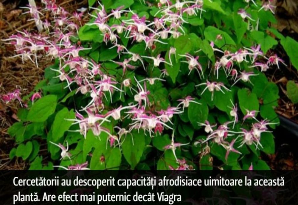 Cercetătorii au descoperit capacități afrodisiace uimitoare la această plantă. Are efect mai puternic decât Viagra