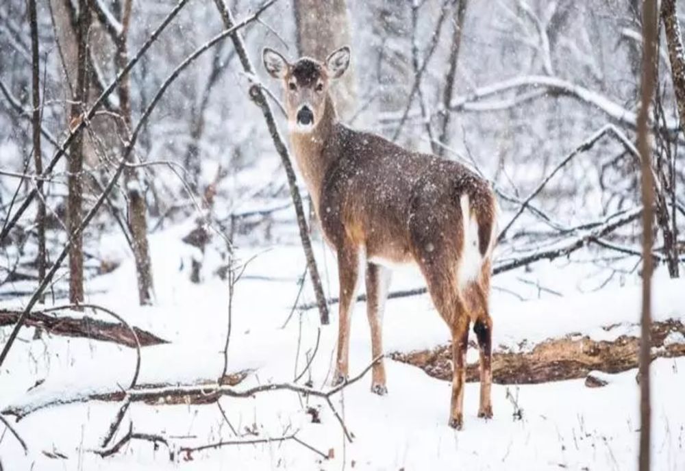 Vremea 29 noiembrie - Ninsori și viscol