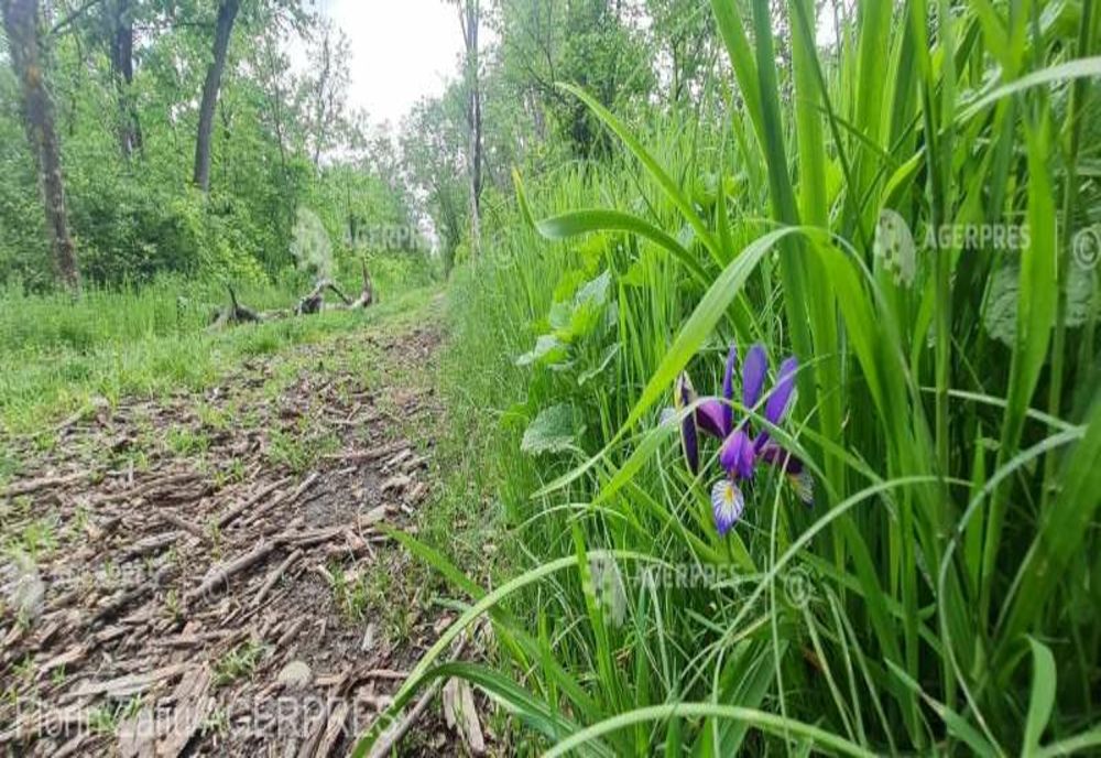 IRISUL SĂLBATIC DIN VECHII CODRI AI VLĂSIEI, PREZENTAT LA CONGRESUL EUCARPIA DIN GERMANIA