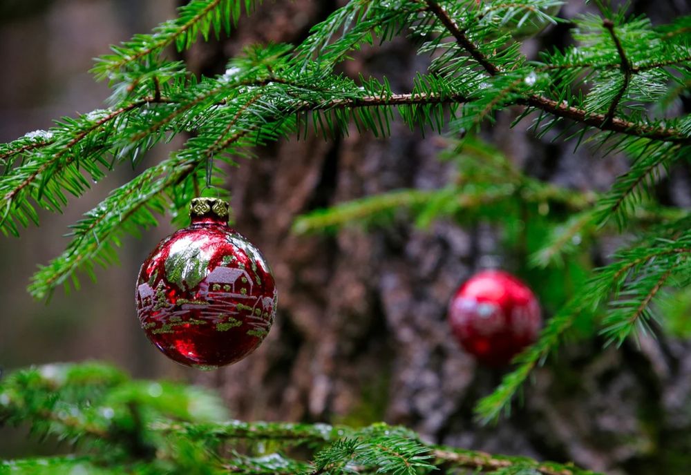 Cum își selectează românii bradul pentru sărbători: ce aspecte cântăresc cel mai mult