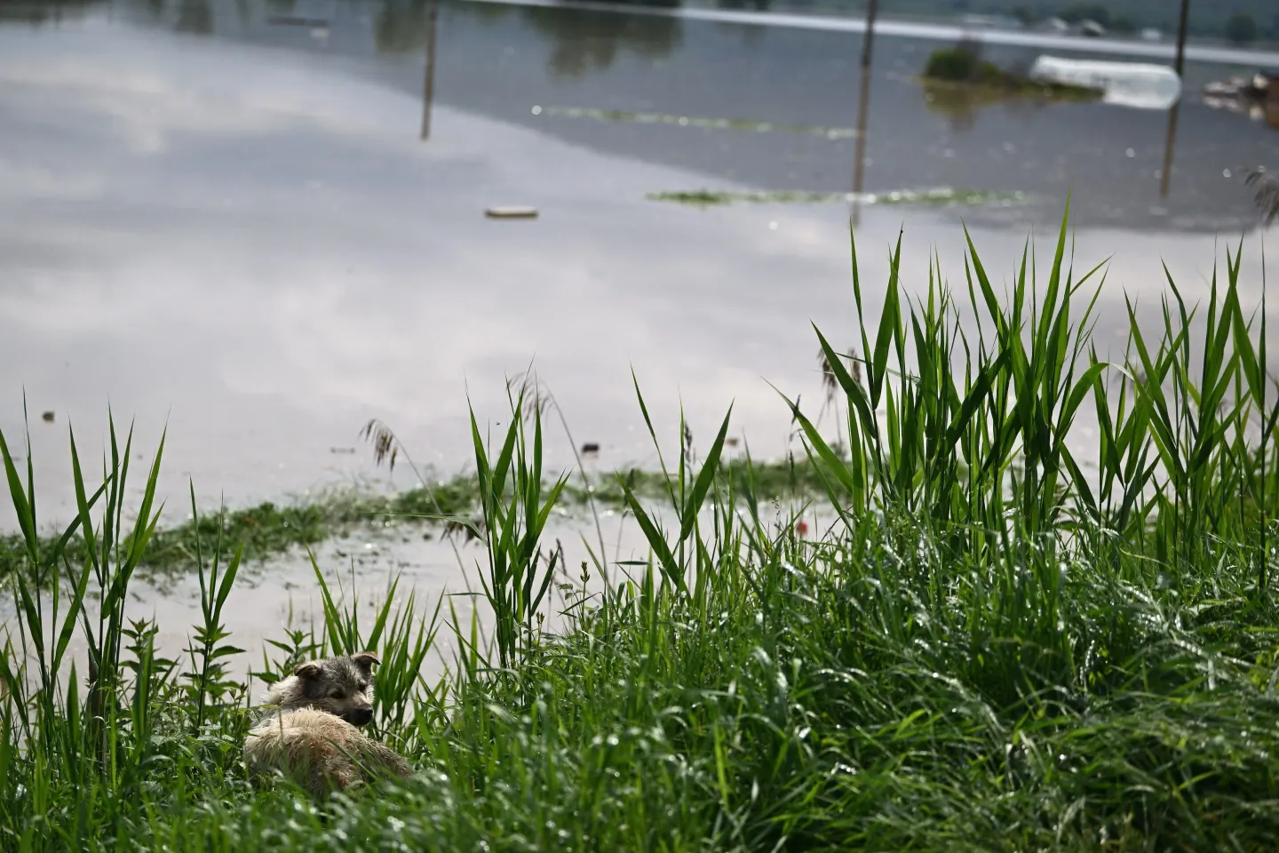 Alertă de inundații în Vaslui. Cod portocaliu pe râurile Prut și Sărata până la miezul nopții