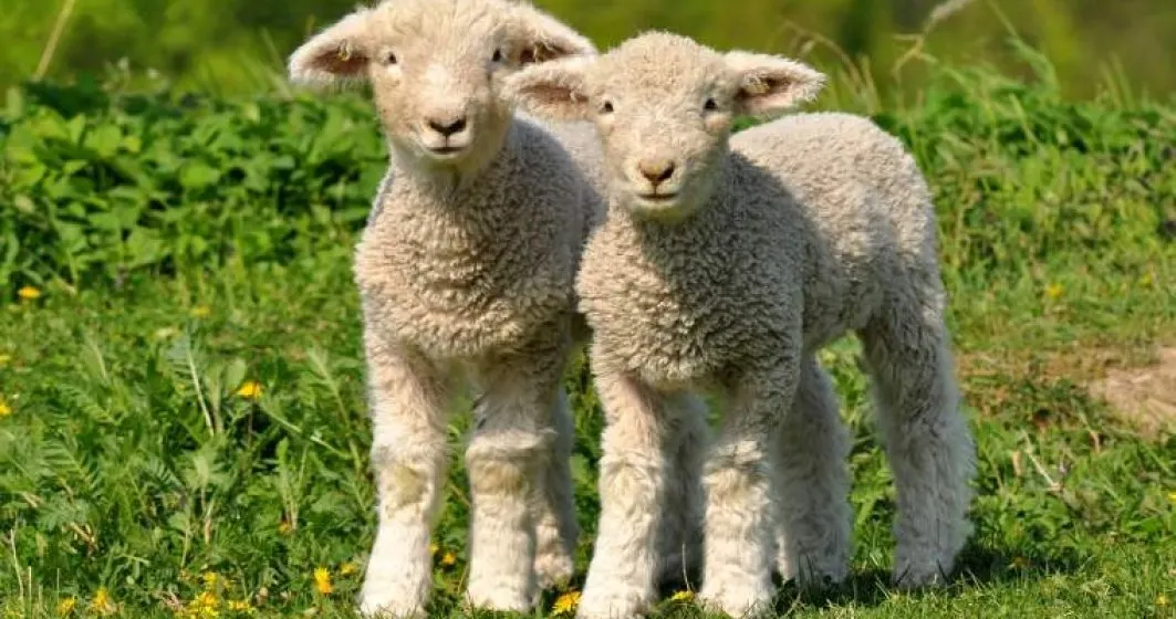 miei