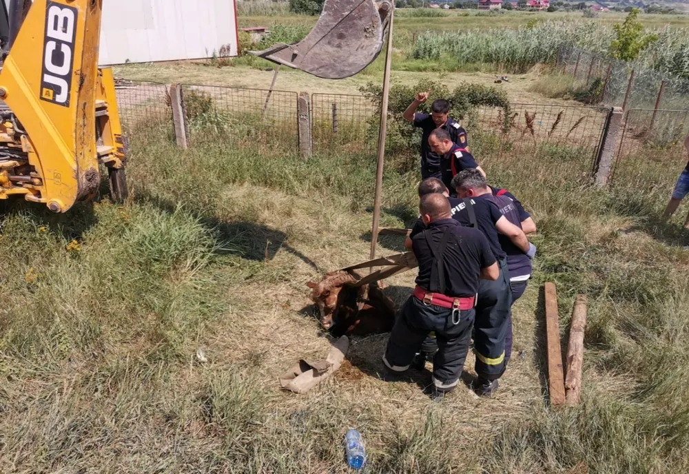Pompierii bârlădeni au salvat un cal căzut într-un canal - FOTO