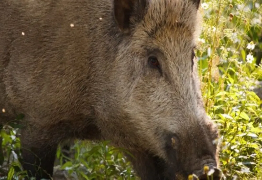 Pesta porcină lovește din nou! Caz confirmat la un porc mistreț!