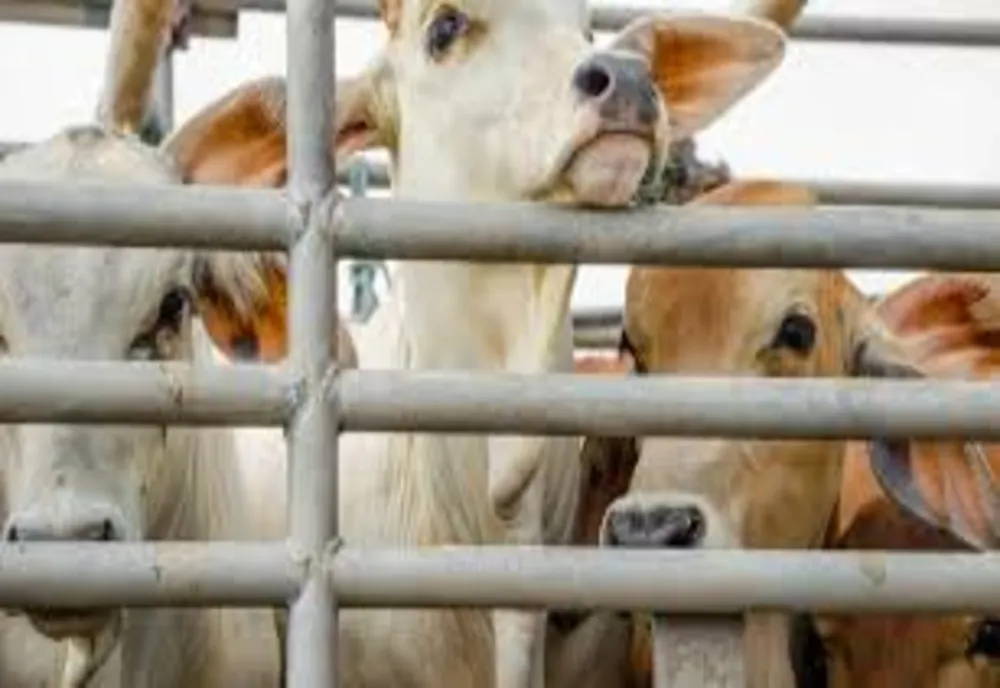 APIA eliberează adeverințe pentru beneficiarii Măsurii 14 “Bunăstarea animalelor”