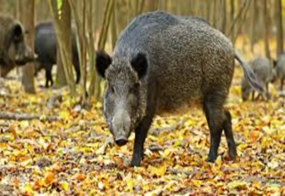438 de focare de Pestă Porcină Africană active