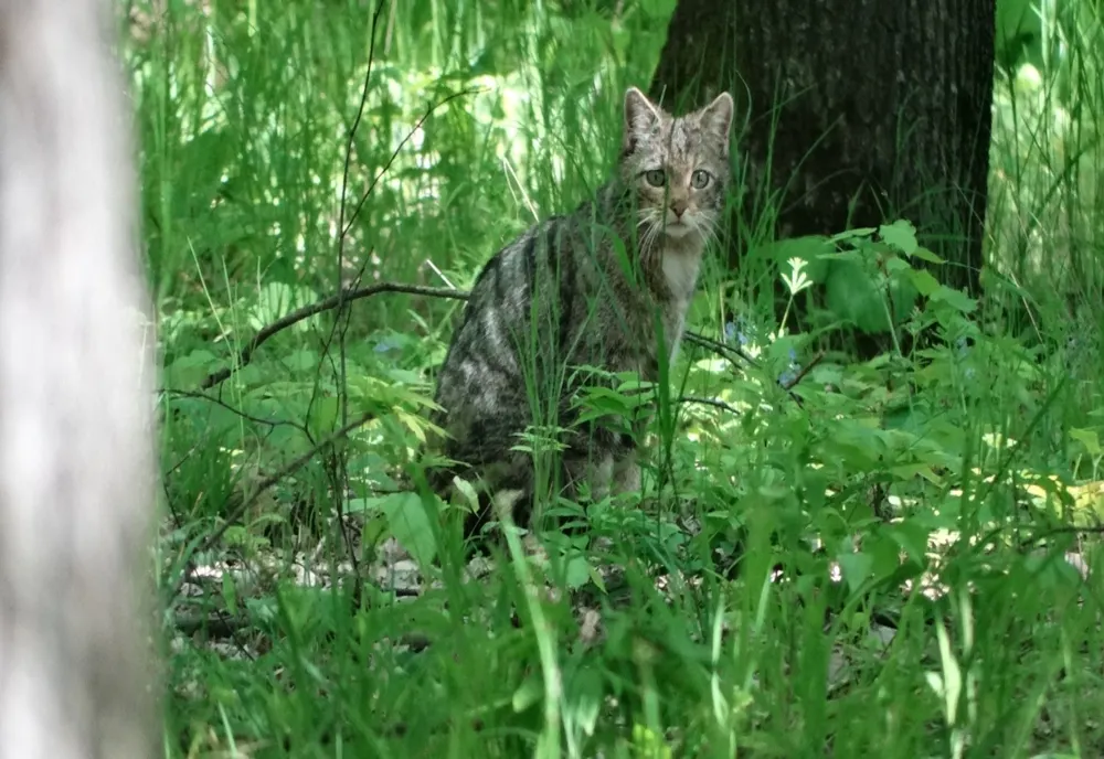 Pisică sălbatică fotografiată într-o pădure din județul Vaslui