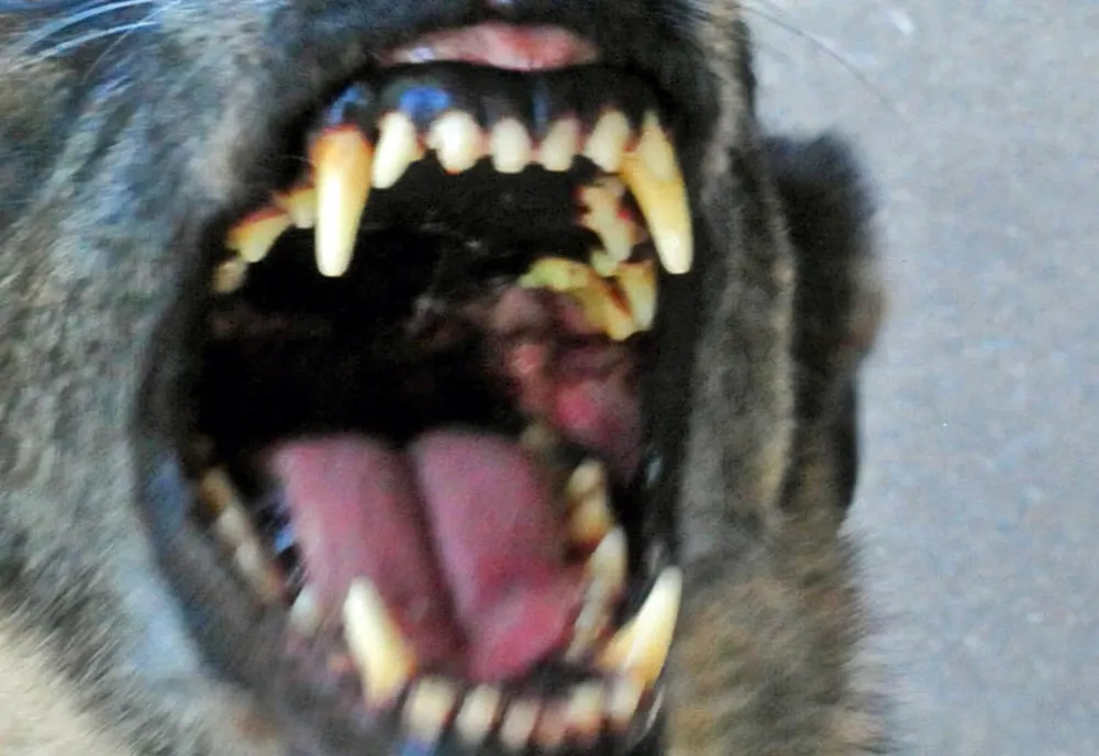 O femeie din municipiul Bârlad şi câinele său, atacaţi de un câine din rasa Amstaff 