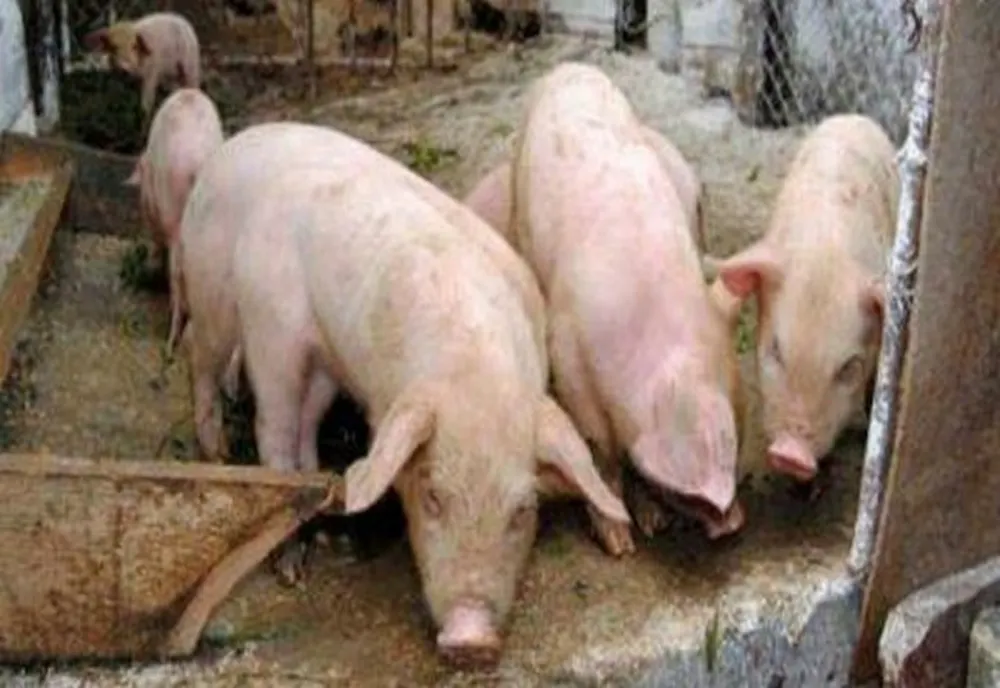 Legea porcului: Se interzice deţinerea scroafelor în gospodărie şi hrănirea porcilor cu resturi alimentare. Amenzi de până la 18.000 de lei 