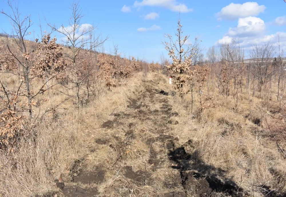 Transplantări de puieți de arbori de pe coasta barajului „Râpa Albastră”
