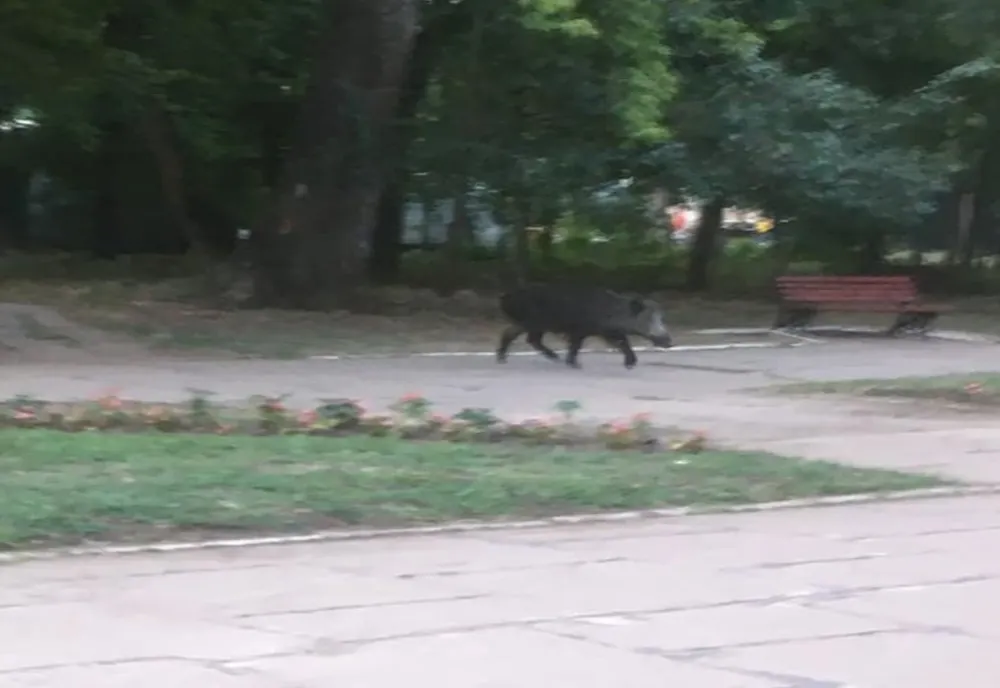 POZA ZILEI. Un porc misteț, la plimbare prin Grădina Publică din Bârlad!