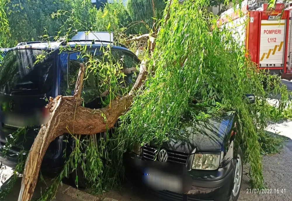 Două autoturisme avariate după ce câteva crengi dintr-un copac s-au desprins