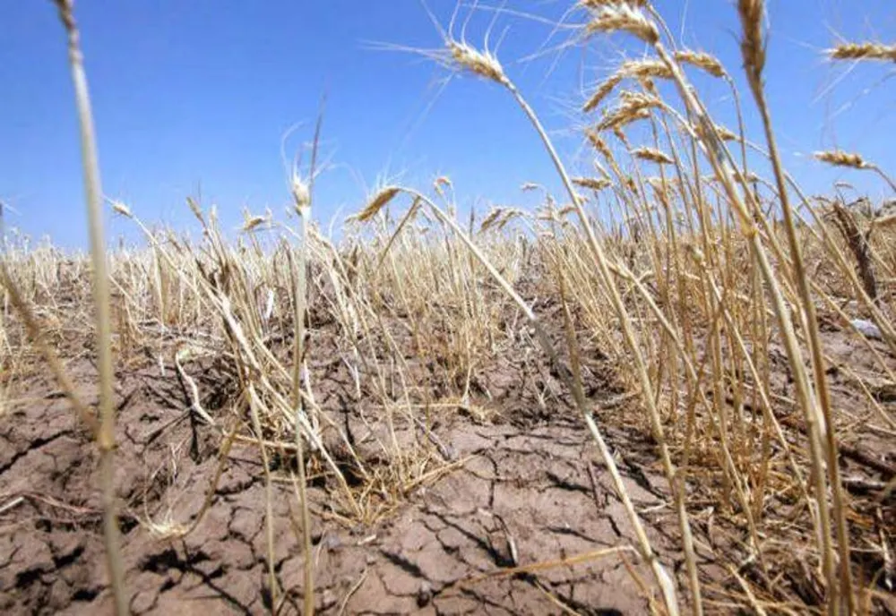 Efectele secetei, devastatoare în România. Suprafața afectată a crescut la peste un milion de hectare de teren agricol