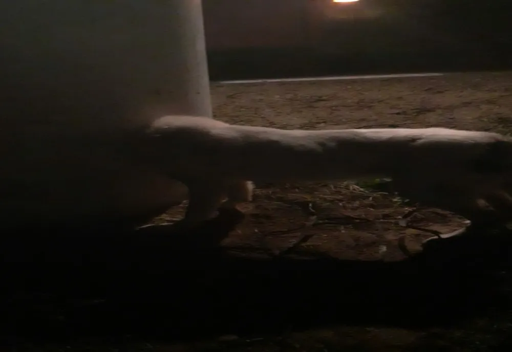 Câine salvat de pompierii vasluieni