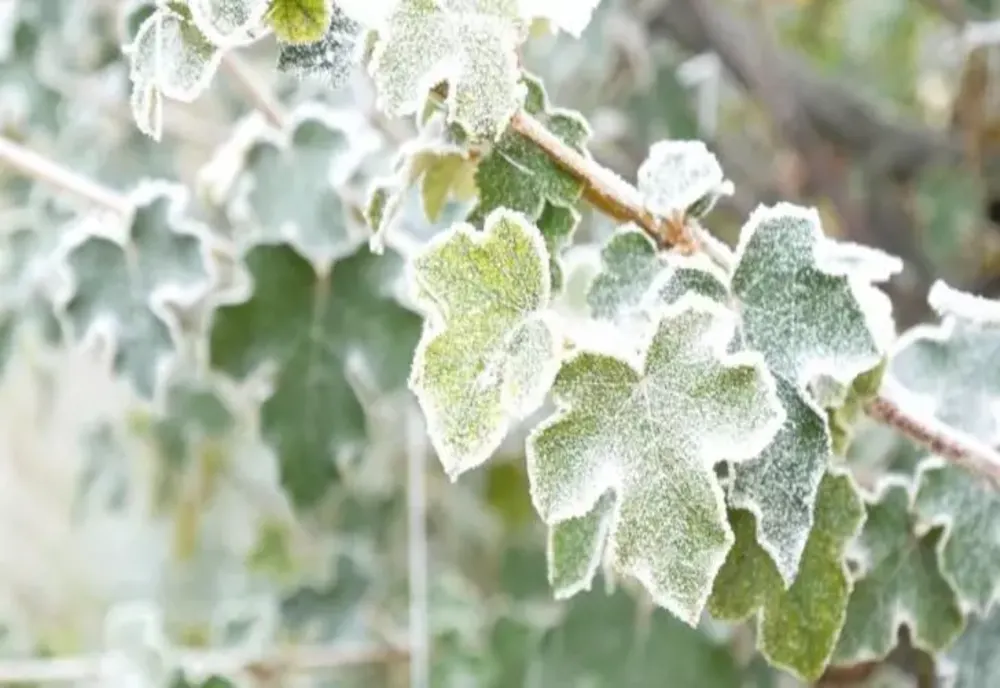 VREMEA 7 APRILIE. TEMPERATURI SCĂZUTE ÎN TOATĂ ȚARA
