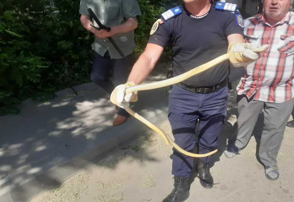 Bârlad: Un şarpe lung de peste un metru, a fost prins de pompieri în apropierea unui bloc din centrul orașului