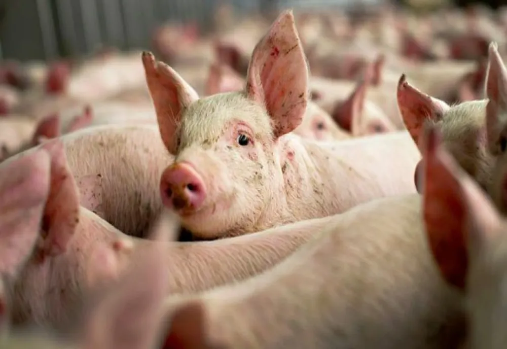 Carne de porc infestată cu pestă porcină