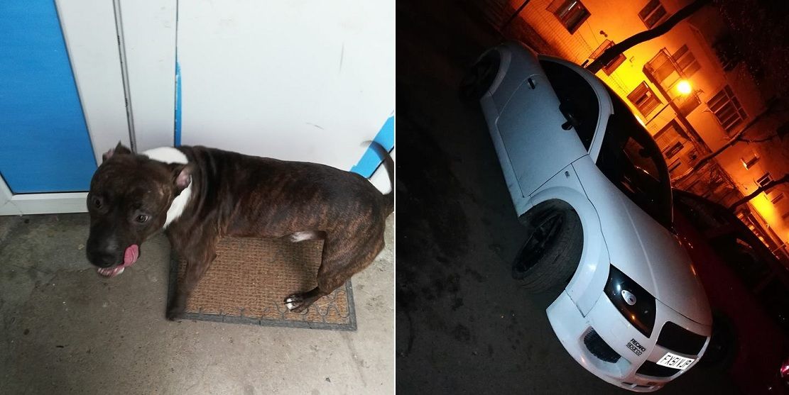 caine-pierdut-barlad-1