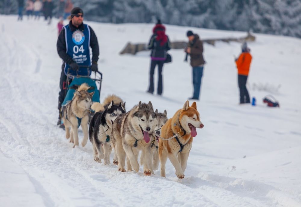 Au început pregătirile pentru „Cupa Băile Tușnad - Sled dog sprint competition” 