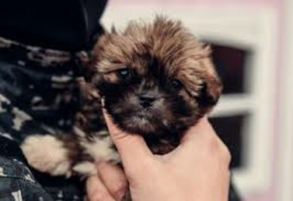 Animalele care sunt în pericol vor fi plasate în adăpost