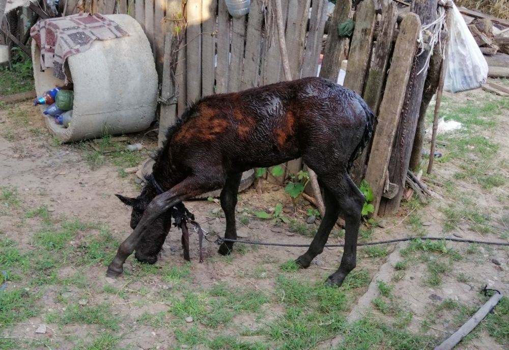 Pompierii au salvat un mânz căzut într-un puț adânc de 8 metri!