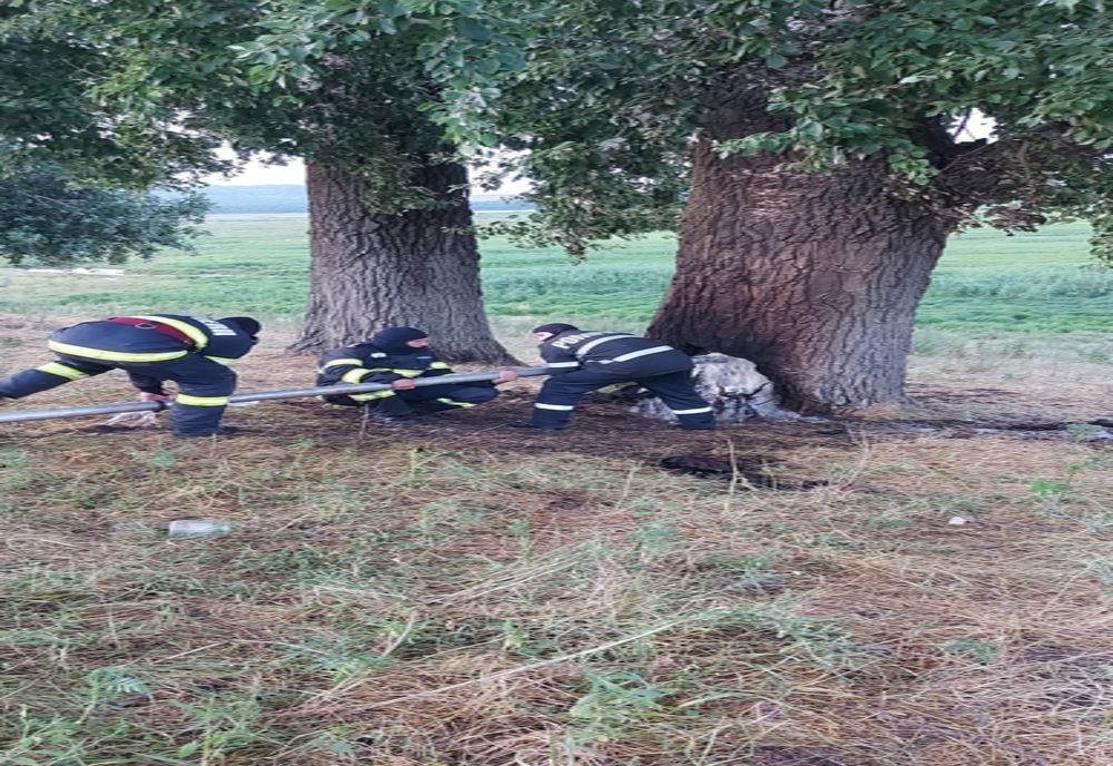 Incendiu la un arbore secular în Barzesti 