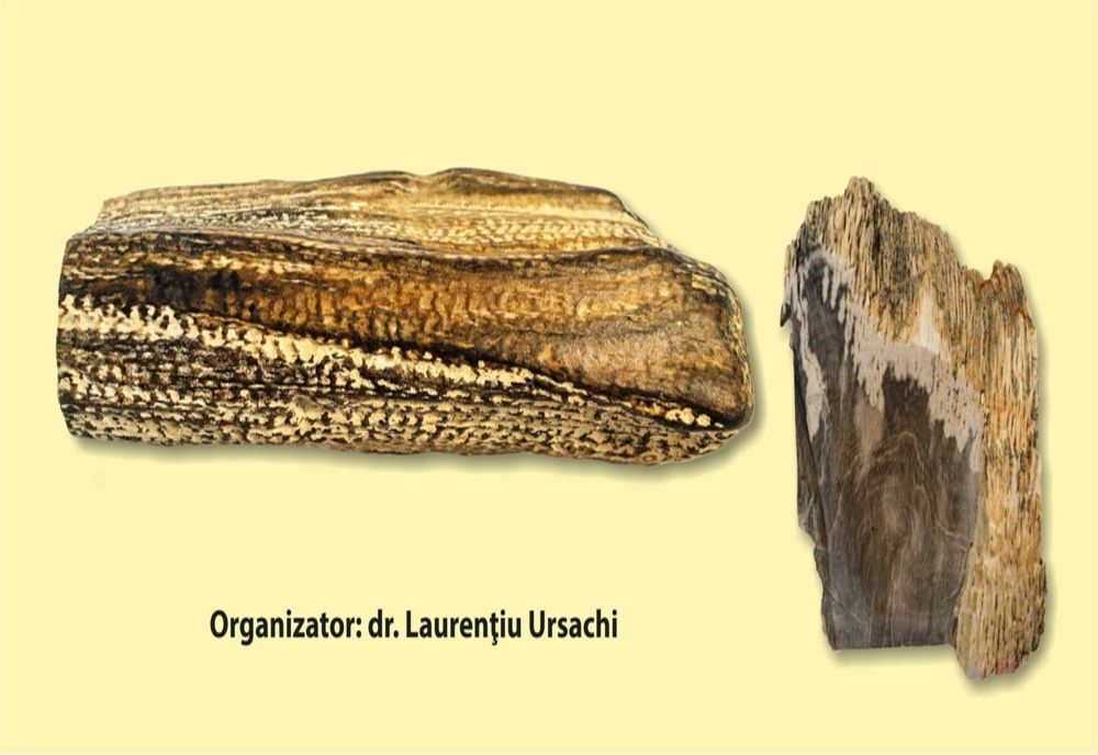 Expoziția „Plante fosile din județul Vaslui”