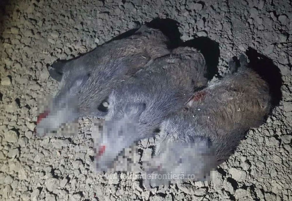 Braconier prins de polițiștii de frontieră vasluieni