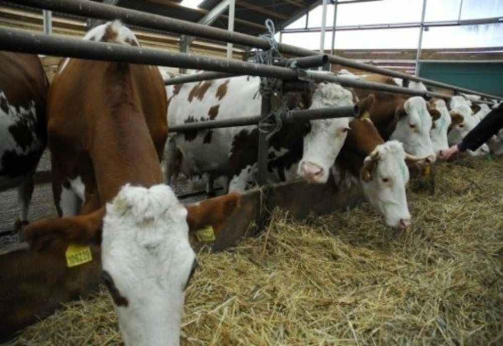 Începe efectuarea plății ajutorului de stat în sectorul creșterii animalelor