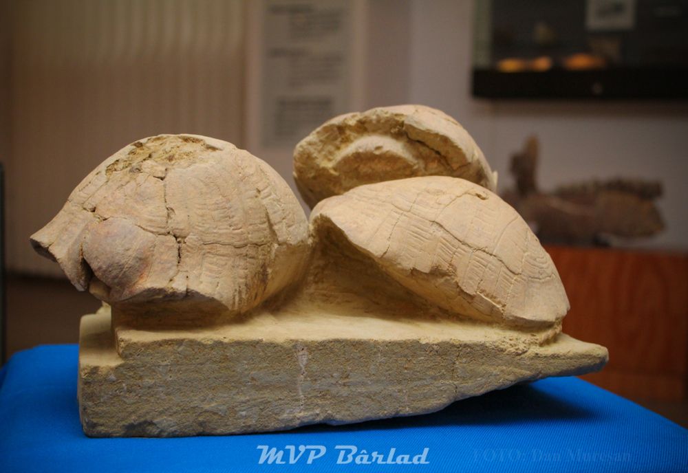 Țestoasele străvechi de la Crețești