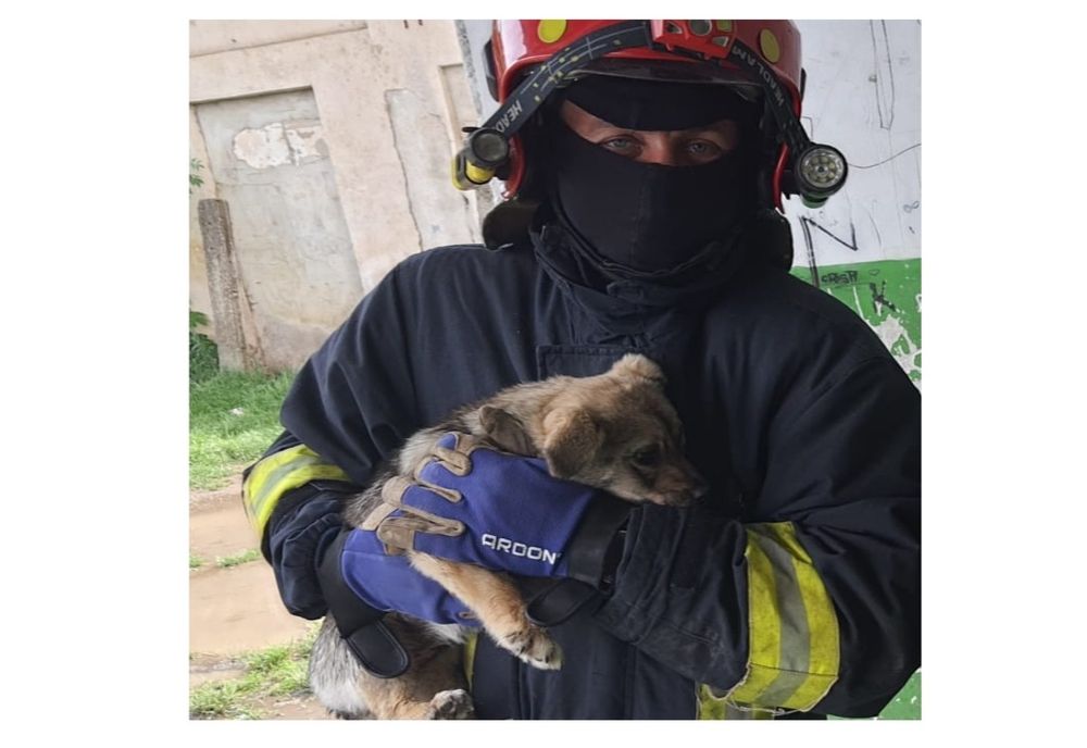 Pompierii bârlădeni au salvat un cățel din subsolul unui bloc