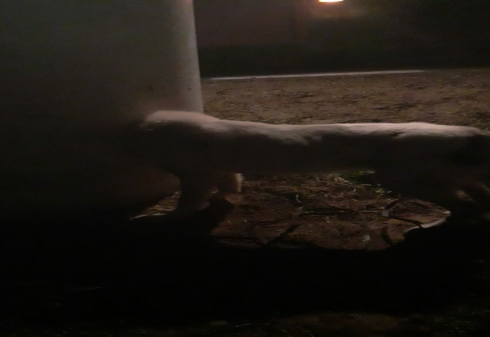 Câine salvat de pompierii vasluieni