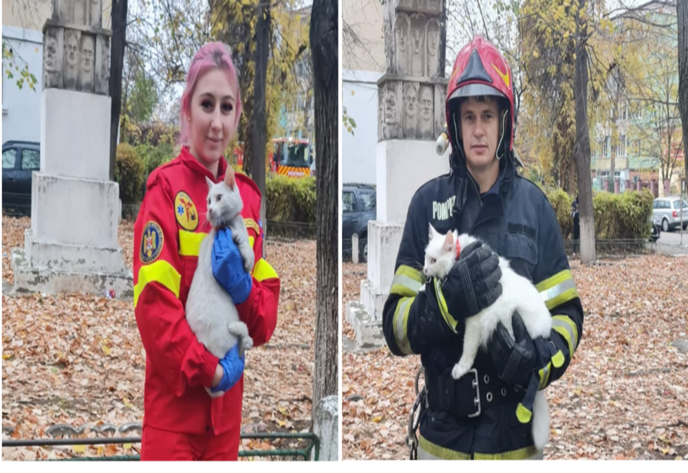 O bătrânică și cele cinci pisicuțe ale sale, salvate din flăcări de pompierii bârlădeni