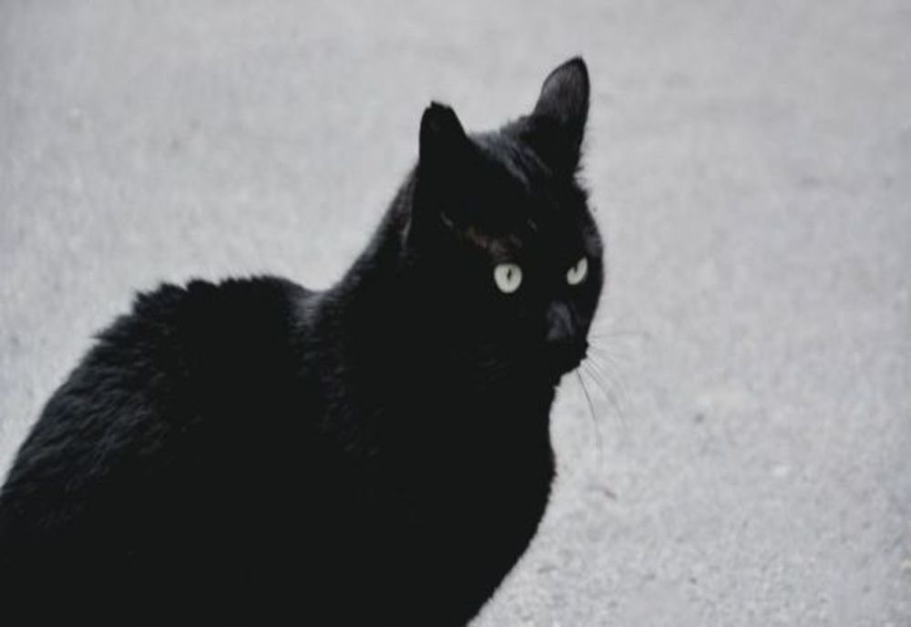 Un individ din Laza s-a îmbătat și a bătut pisicile familiei. Una a murit