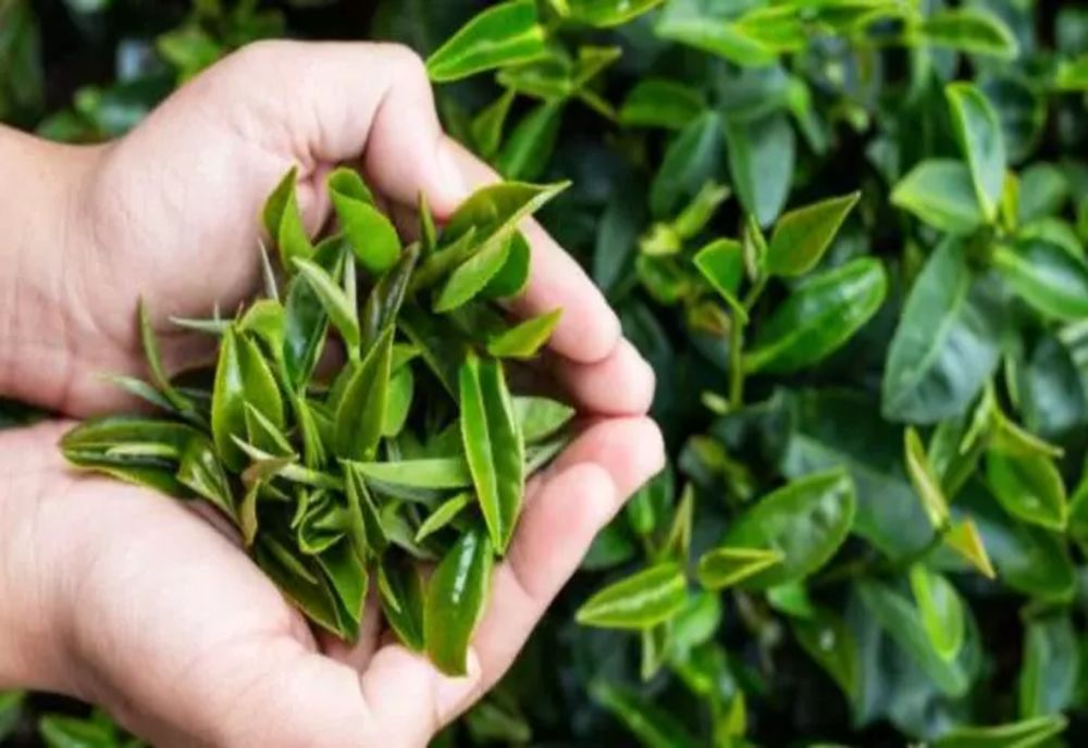 Plantele pe care e bine să le ai în apartament