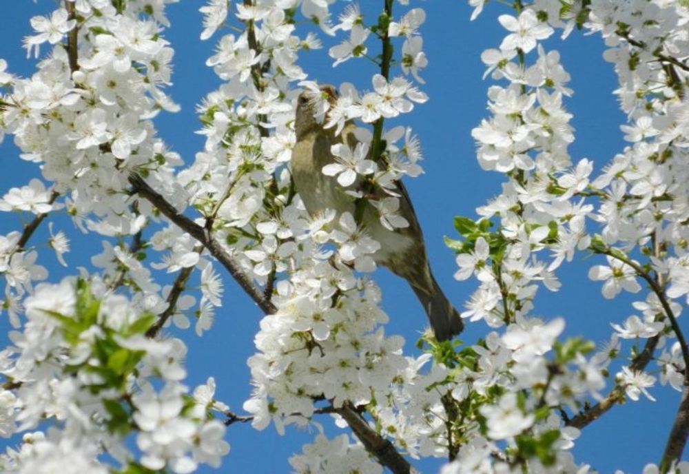 Prognoza meteo 23 martie. Alternanțe pericoloase: temperaturile cresc brusc la 18 grade