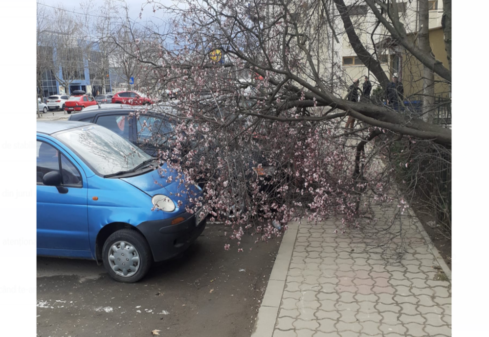 Vântul puternic a doborât un copac peste două autoturisme