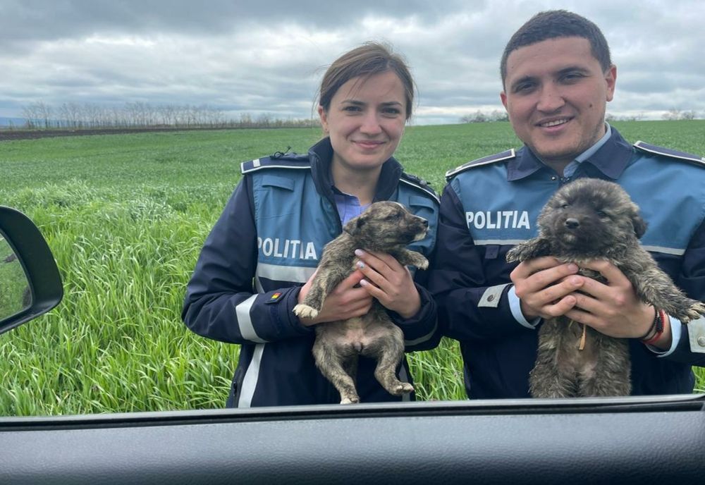 Polițiștii Biroului pentru Protecția Animalelor Vaslui, în acțiune!