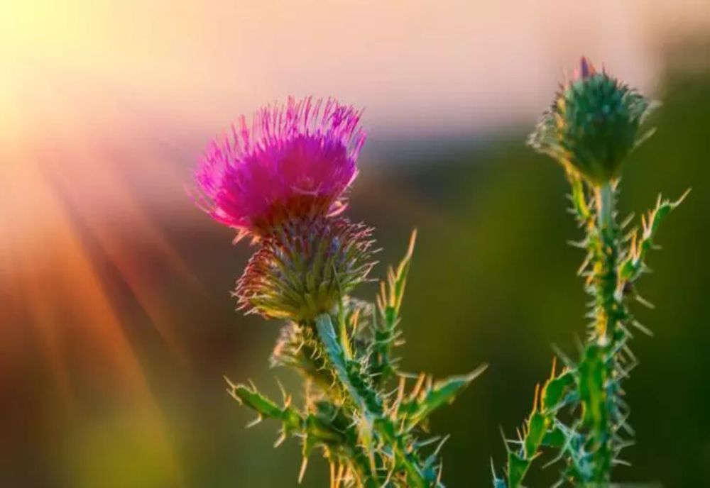 Planta miraculoasă care curăță sângele și poate vindeca toate bolile - 6 remedii pentru eliminarea toxinelor