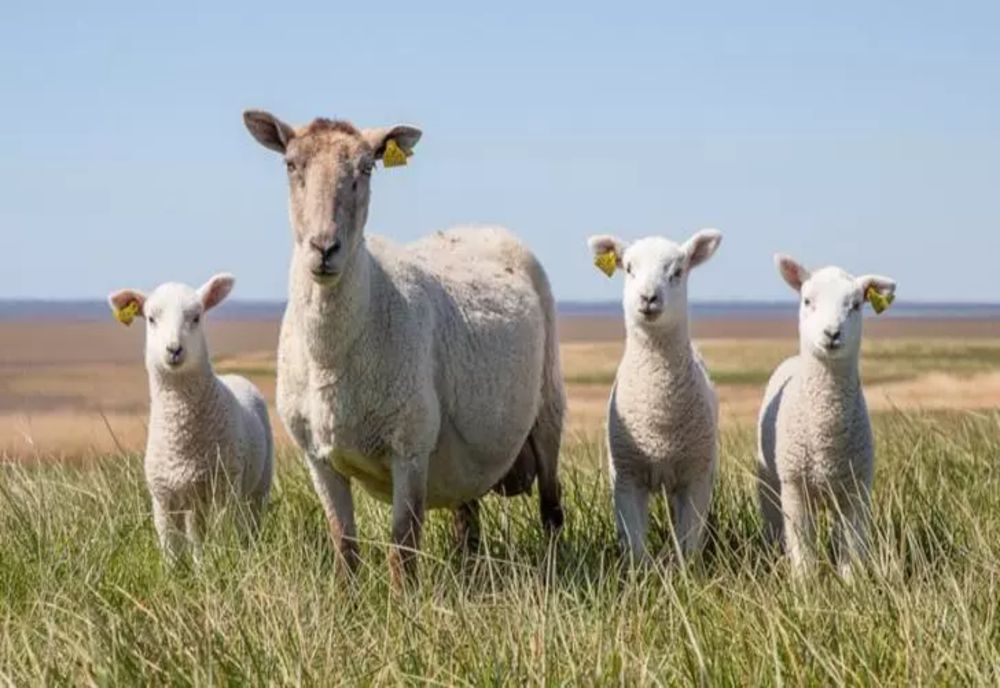 Care este diferența dintre carnea de miel și carnea de berbecuț