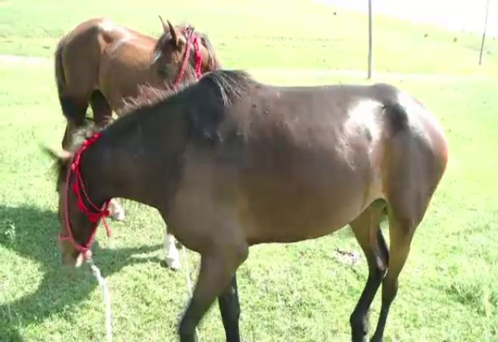 Hoți de cai, prinși de polițiști. De unde au furat două cabaline