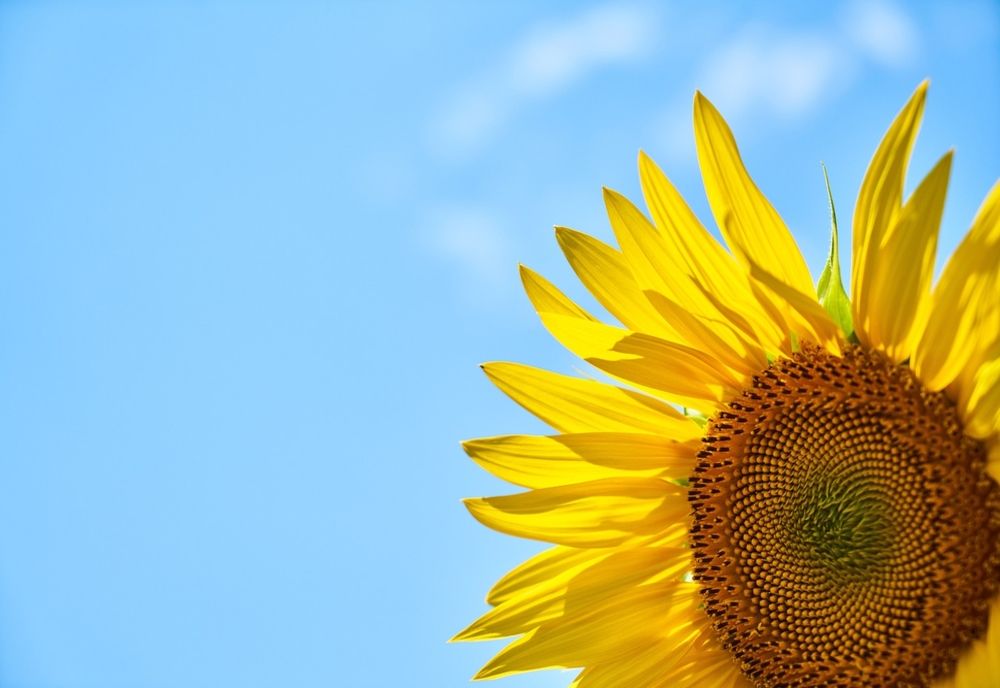 Vremea 7 iunie. Temperaturi CANICULARE, în prima parte a zilei, în majoritatea regiunilor țării