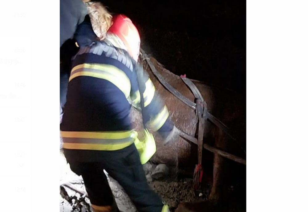 Un cal căzut în mâl pe râul Bârlad, salvat de pompieri